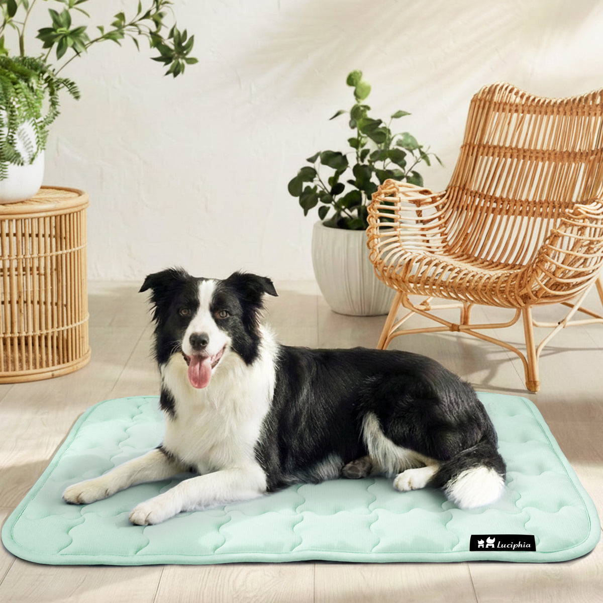 dog-and-cat-premium-cooling-pad-for-summer#clolor_green