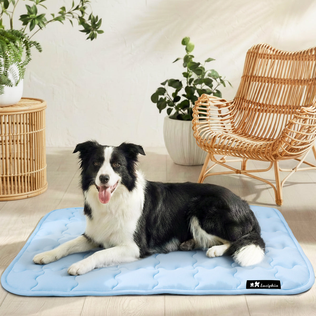 dog-and-cat-premium-cooling-pad-for-summer#clolor_blue