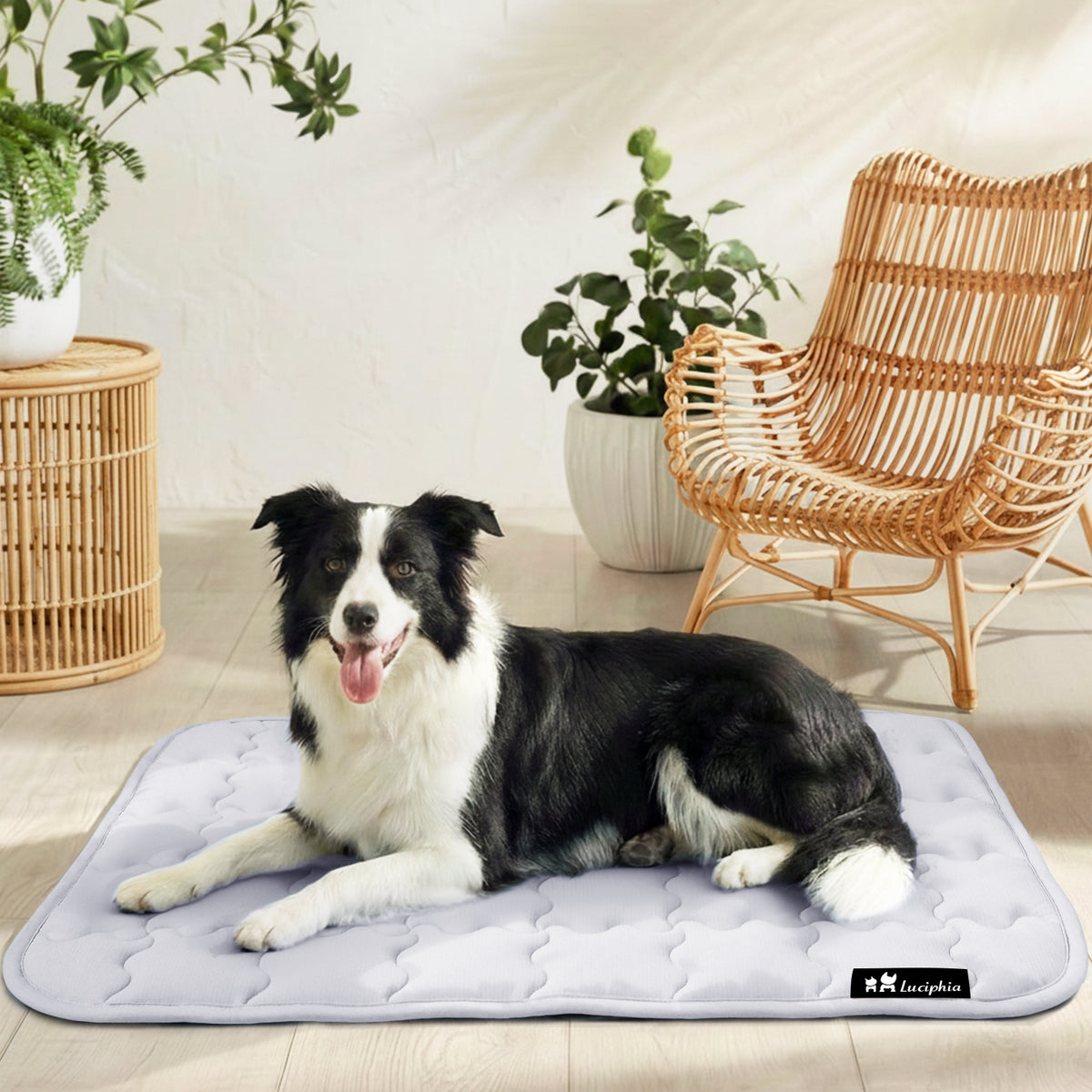 dog-and-cat-premium-cooling-pad-for-summer#clolor_light-grey